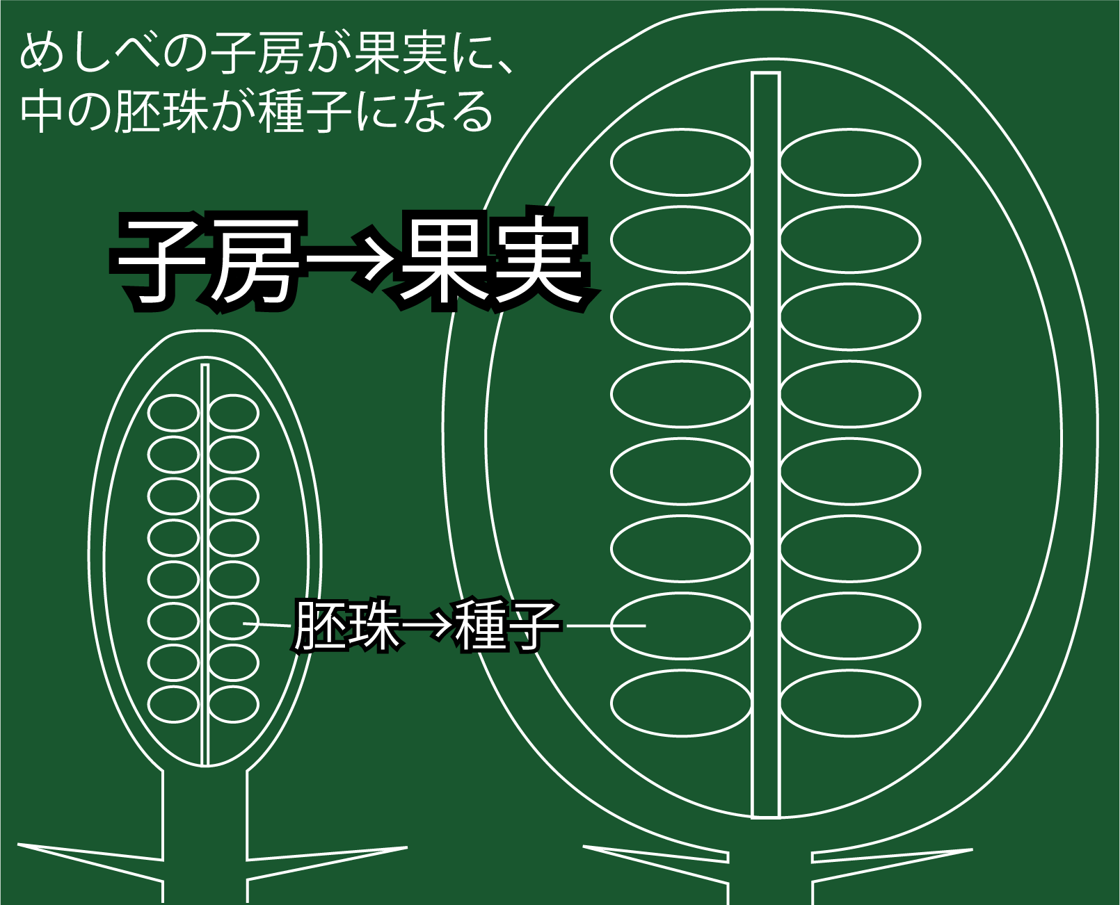 花のつくり りかしつねっと 理科室ネット