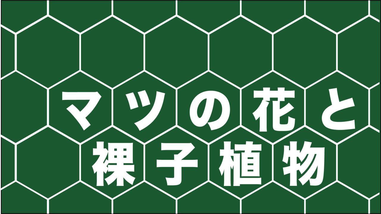 マツの花と裸子植物 りかしつねっと 理科室ネット